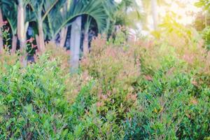 mini banyan tree in garden. photo