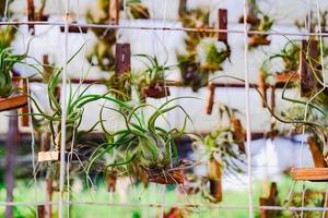 Tillandsia or airplant a epiphyte growing on branch. photo