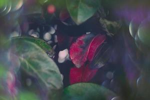 magical autumn green and red leaves with bokeh in close-up photo