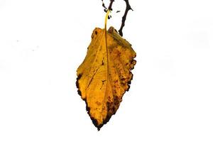 autumn golden leaves on a tree on a light background photo