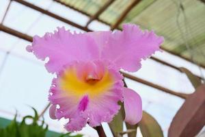 Big pink orchid flower at garden . photo