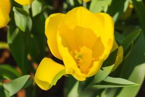 hermosa amarillo tulipanes en un floral jardín . Seleccione atención foto