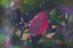 mágico otoño verde y rojo hojas con bokeh en de cerca foto