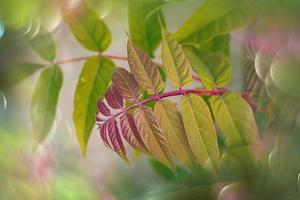 red autumnal leaves of a tree close-up on a warm day in a natural environment photo