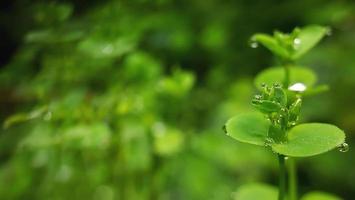 dew drops on the edge of leaves in the morning in this macro lens photo