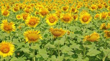 zonnebloemen bloeien in de verkoudheid wind video