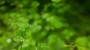 dew drops on the edge of leaves in the morning in this macro lens photo