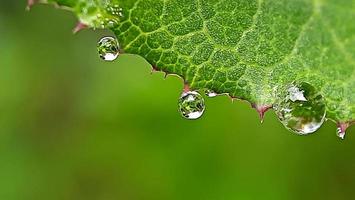 dew drops on the edge of leaves in the morning in this macro lens photo