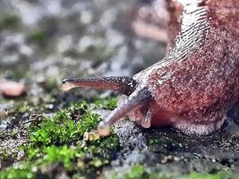 macro photo of a small snail on the ground eating moss