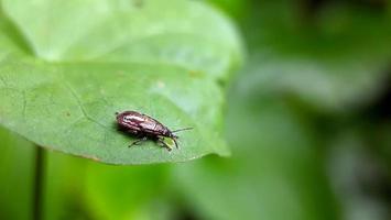 insect on the leaf in outdoor photo