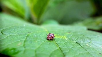 macro photo of a ladybug  perched on a leaf