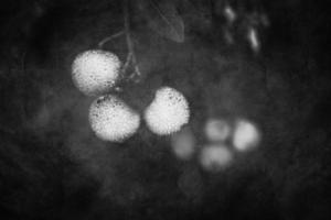 autumn fruit of a decorative tree on a background with bokeh photo