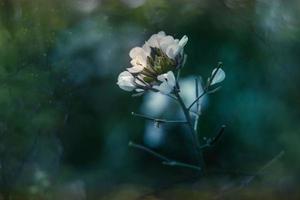 little delicate autumn flowers in the garden on a background with bokeh photo