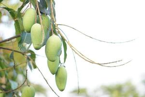 mangos en el árbol en el jardín foto