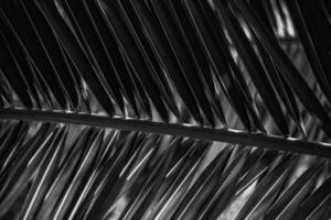 green background with palm leaves in close-up in a natural environment lit by tropical sun photo