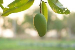 Mangoes on the tree in the garden photo