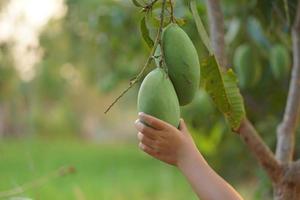 agricultores mano cosecha mangos en el jardín foto