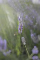 purple lavender flower growing in a warm green summer garden in the rays of the sun photo