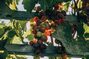 shadows of a ripening grape in the garden in the warm summer sun close-up photo