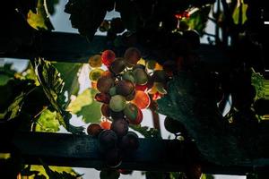 oscuridad de un madurez uva en el jardín en el calentar verano Dom de cerca foto