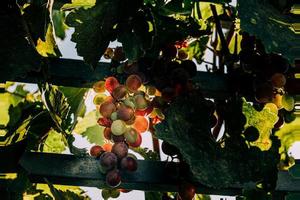 oscuridad de un madurez uva en el jardín en el calentar verano Dom de cerca foto