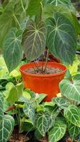 Various potted plants arranged in greenhouse. Plant lovers concept photo