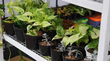 Various potted plants arranged in greenhouse. Plant lovers concept photo