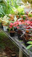 Various potted plants arranged in greenhouse. Plant lovers concept photo