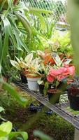 Various potted plants arranged in greenhouse. Plant lovers concept photo