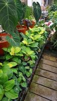 Various potted plants arranged in greenhouse. Plant lovers concept photo