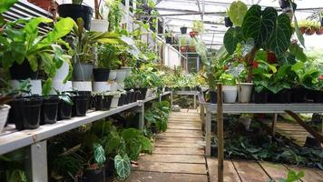 Various potted plants arranged in greenhouse. Plant lovers concept photo