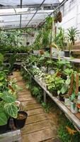 Various potted plants arranged in greenhouse. Plant lovers concept photo