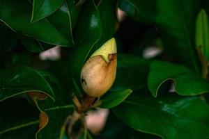 blanco magnolia en contra el fondo de verde hojas en un árbol en un calentar lluvioso día foto