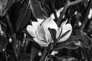 white magnolia against the backdrop of green leaves on a tree on a warm rainy day photo