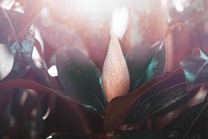 white magnolia against the backdrop of green leaves on a tree on a warm rainy day photo