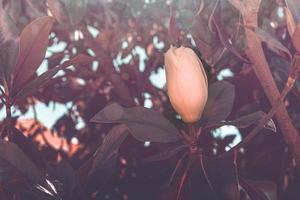 white magnolia against the backdrop of green leaves on a tree on a warm rainy day photo