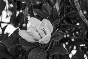 blanco magnolia en contra el fondo de verde hojas en un árbol en un calentar lluvioso día foto