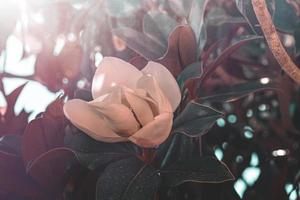 white magnolia against the backdrop of green leaves on a tree on a warm rainy day photo