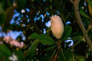 white magnolia against the backdrop of green leaves on a tree on a warm rainy day photo