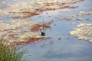 paisaje antecedentes de el ebro río en España con aves en un verano día foto