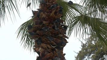 wild Tauben thront auf Palme Baum Kofferraum Filmaufnahme. video