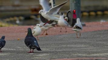 selvagem pombos e gaivotas caminhando em Sombrio vermelho concreto chão imagens de vídeo. video