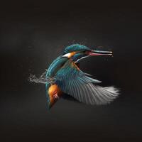 Common European Kingfisher river kingfisher flying after emerging from water with caught fish prey in beak photo