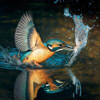 Common European Kingfisher river kingfisher flying after emerging from water with caught fish prey in beak photo