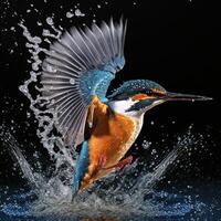 Common European Kingfisher river kingfisher flying after emerging from water with caught fish prey in beak photo