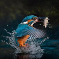 Common European Kingfisher river kingfisher flying after emerging from water with caught fish prey in beak photo