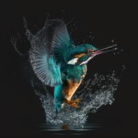 Common European Kingfisher river kingfisher flying after emerging from water with caught fish prey in beak photo