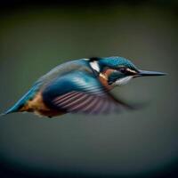 Common European Kingfisher river kingfisher flying after emerging from water with caught fish prey in beak photo