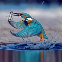 Common European Kingfisher river kingfisher flying after emerging from water with caught fish prey in beak photo