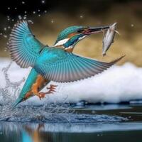 Common European Kingfisher river kingfisher flying after emerging from water with caught fish prey in beak photo